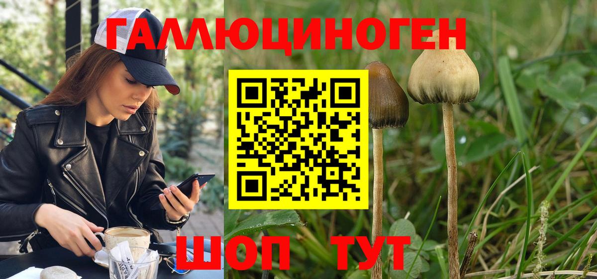 Галлюциногенные грибы Psilocybe  Галлюциногенные грибы прущие грибы  что такое наркотик  Черняховск 