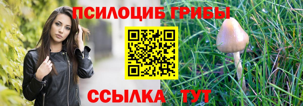 Черняховск  Псилоцибиновые грибы Psilocybe  Вход с VPN 